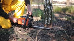 Best Tree Maintenance Programs  in Manorhaven, NY